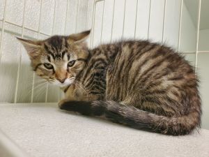 Lollipop, Young Male Domestic Short Hair