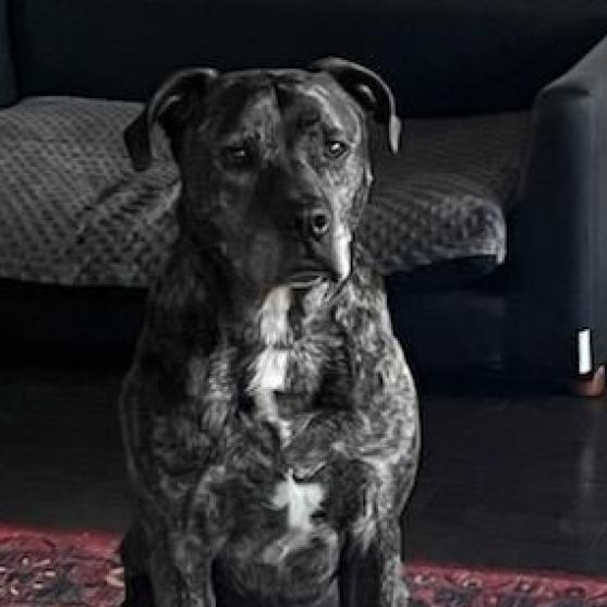 Brutus 2