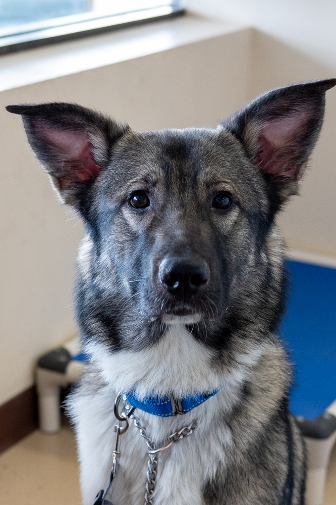 Finnegan