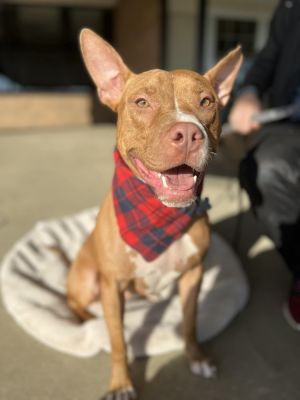 Harrison Ford, Young Male Pit Bull Terrier