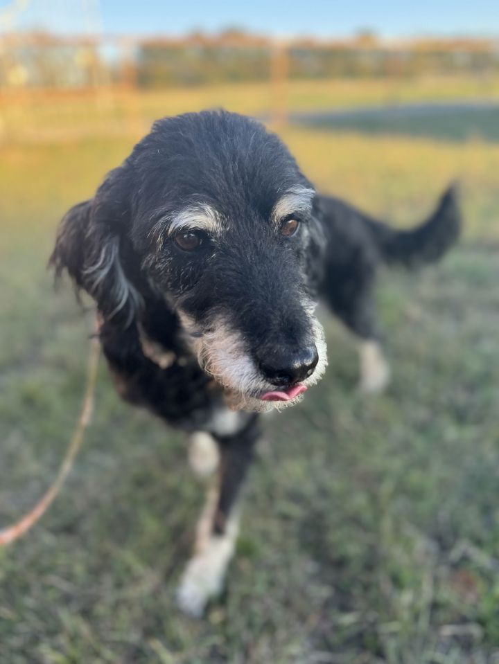 Wally 1