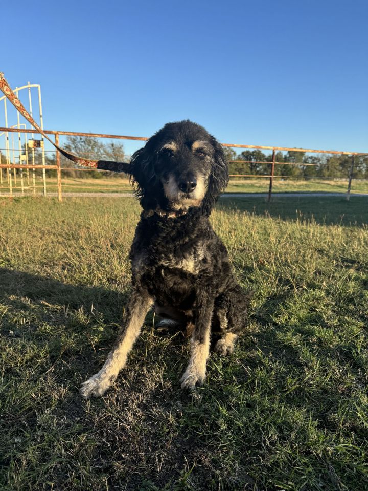 Wally 2