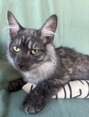 INFINITI, Baby Male Domestic Short Hair