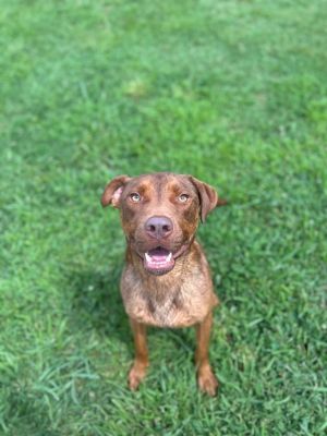 Cody/Kobe, Adult Male Labrador Retriever