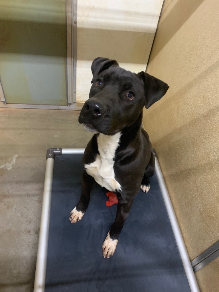 Apollo, an adoptable Pit Bull Terrier, Mixed Breed in Tucumcari, NM, 88401 | Photo Image 1