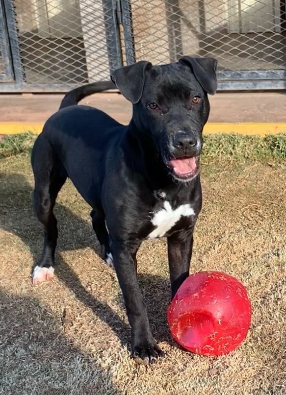 Blaze, an adoptable Pit Bull Terrier, Mixed Breed in Tucumcari, NM, 88401 | Photo Image 1
