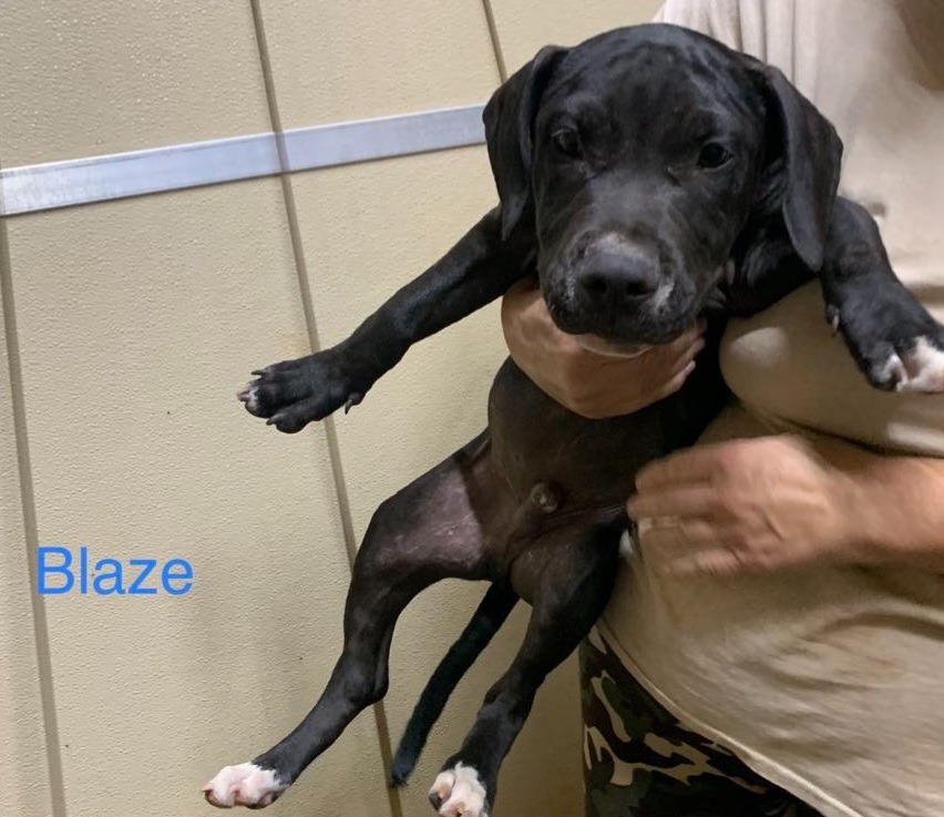 Blaze, an adoptable Pit Bull Terrier, Mixed Breed in Tucumcari, NM, 88401 | Photo Image 2