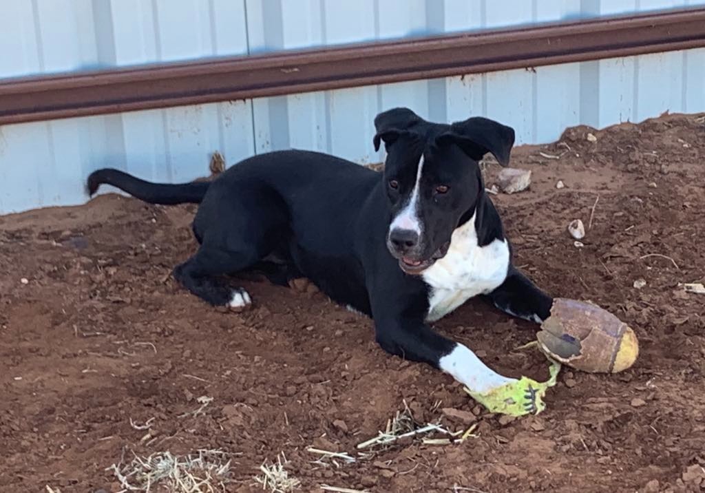 Ariel, an adoptable Pit Bull Terrier, Mixed Breed in Tucumcari, NM, 88401 | Photo Image 1