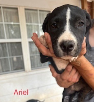 Ariel, an adoptable Pit Bull Terrier, Mixed Breed in Tucumcari, NM, 88401 | Photo Image 2