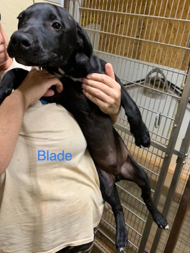 Blade, an adoptable Pit Bull Terrier, Mixed Breed in Tucumcari, NM, 88401 | Photo Image 1