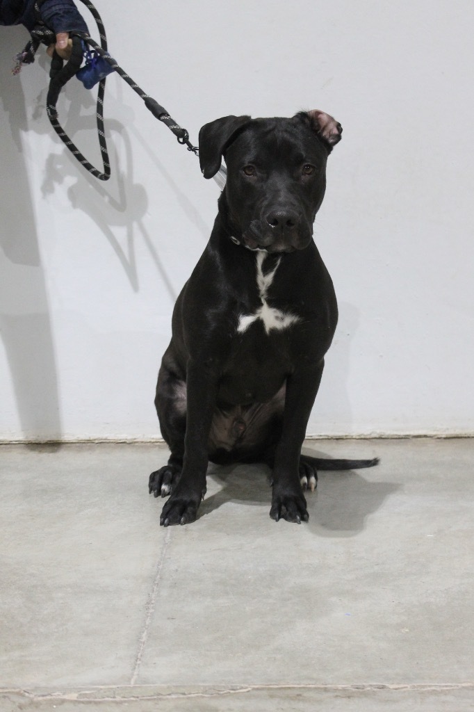 Blade, an adoptable Pit Bull Terrier, Mixed Breed in Tucumcari, NM, 88401 | Photo Image 1
