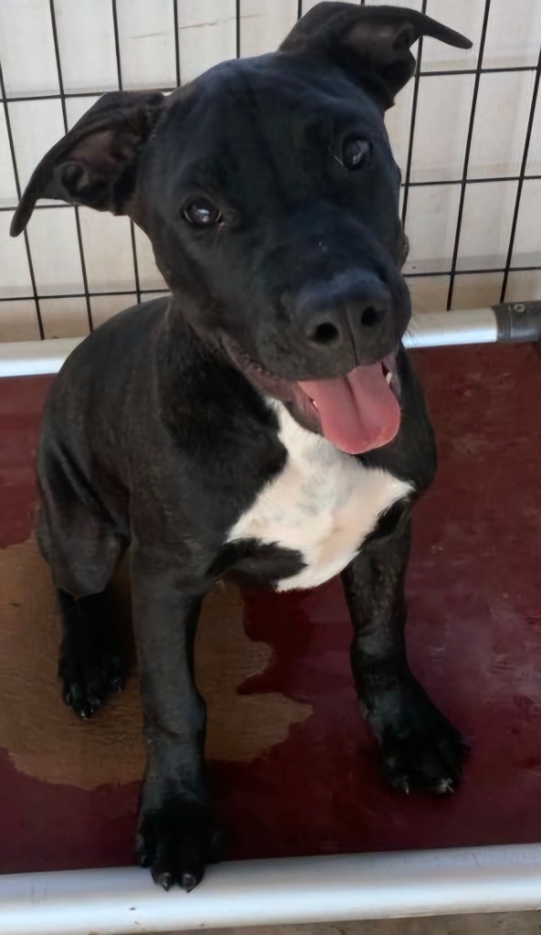 Axel, an adoptable Pit Bull Terrier, Mixed Breed in Tucumcari, NM, 88401 | Photo Image 1