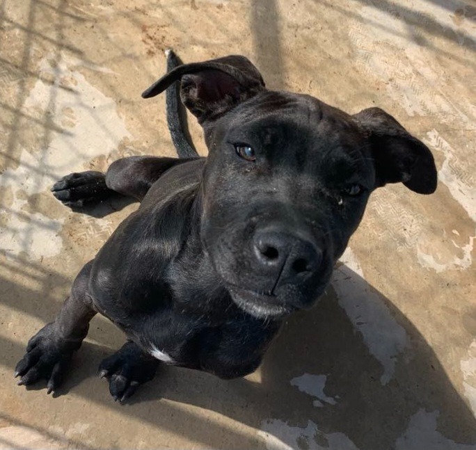 Armani, an adoptable Pit Bull Terrier, Mixed Breed in Tucumcari, NM, 88401 | Photo Image 1