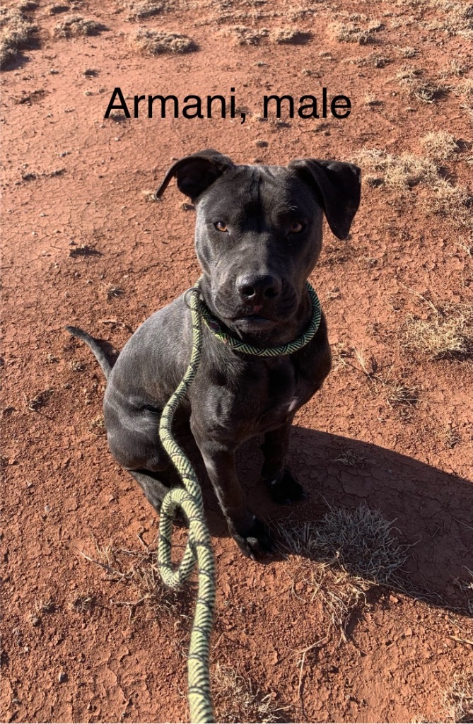 Armani, an adoptable Pit Bull Terrier, Mixed Breed in Tucumcari, NM, 88401 | Photo Image 1