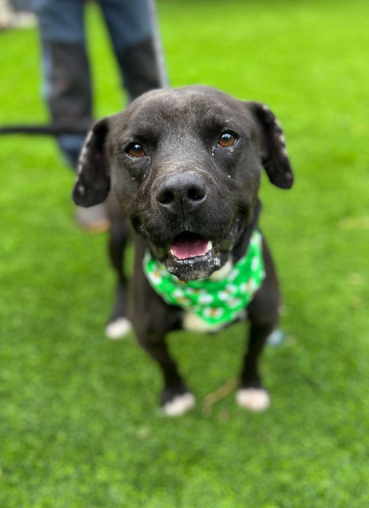 Stone, an adoptable Mixed Breed, Affenpinscher in Ellijay, GA, 30540 | Photo Image 1