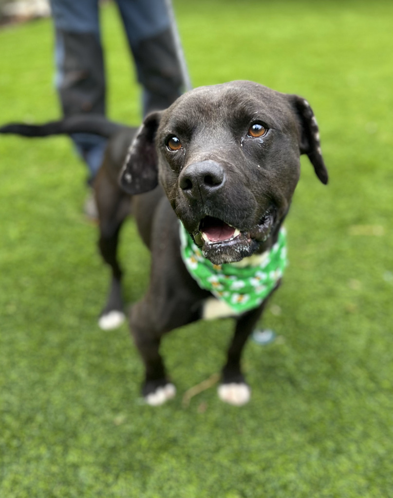 Stone, an adoptable Mixed Breed, Affenpinscher in Ellijay, GA, 30540 | Photo Image 2