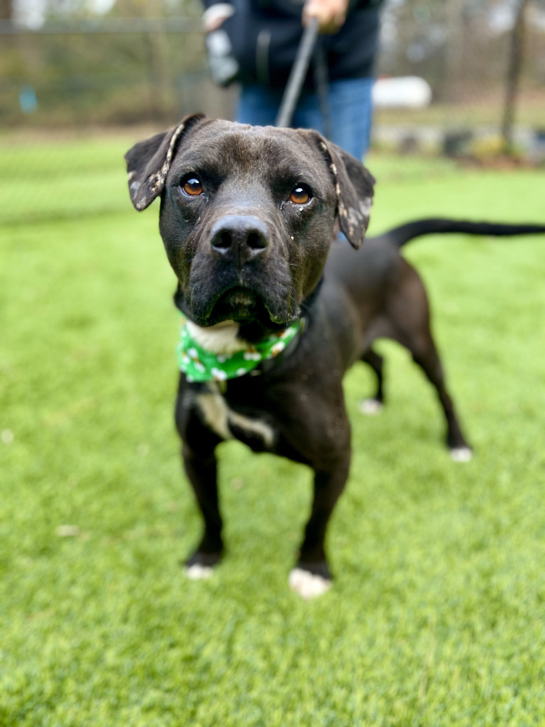 Stone, an adoptable Mixed Breed, Affenpinscher in Ellijay, GA, 30540 | Photo Image 3