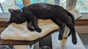 Foreman, Young Male Domestic Short Hair