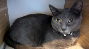 Espiritu, Adult Female Domestic Short Hair