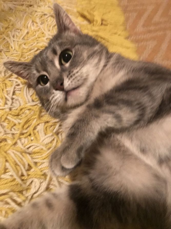 Greycie