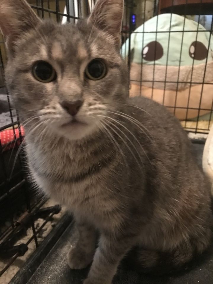 Greycie 2