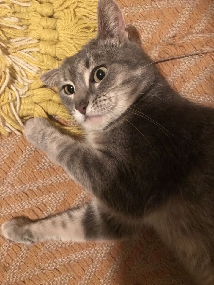 Greycie 3