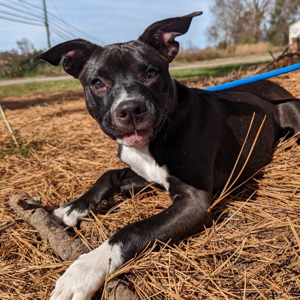 Rascal (180 days+)