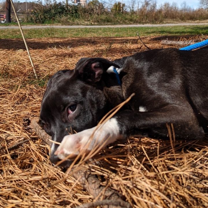 Rascal (180 days+) 2