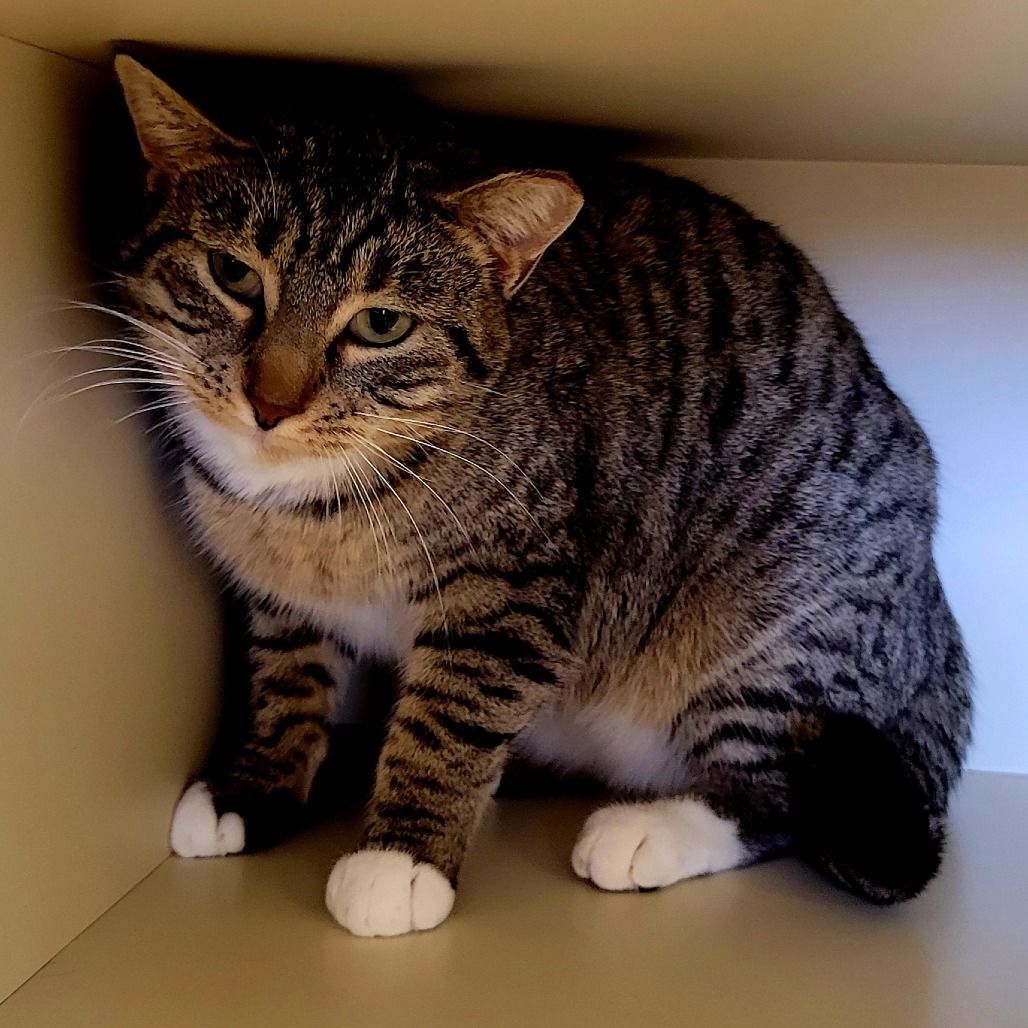 Abby, an adoptable Domestic Short Hair in Cody, WY, 82414 | Photo Image 1