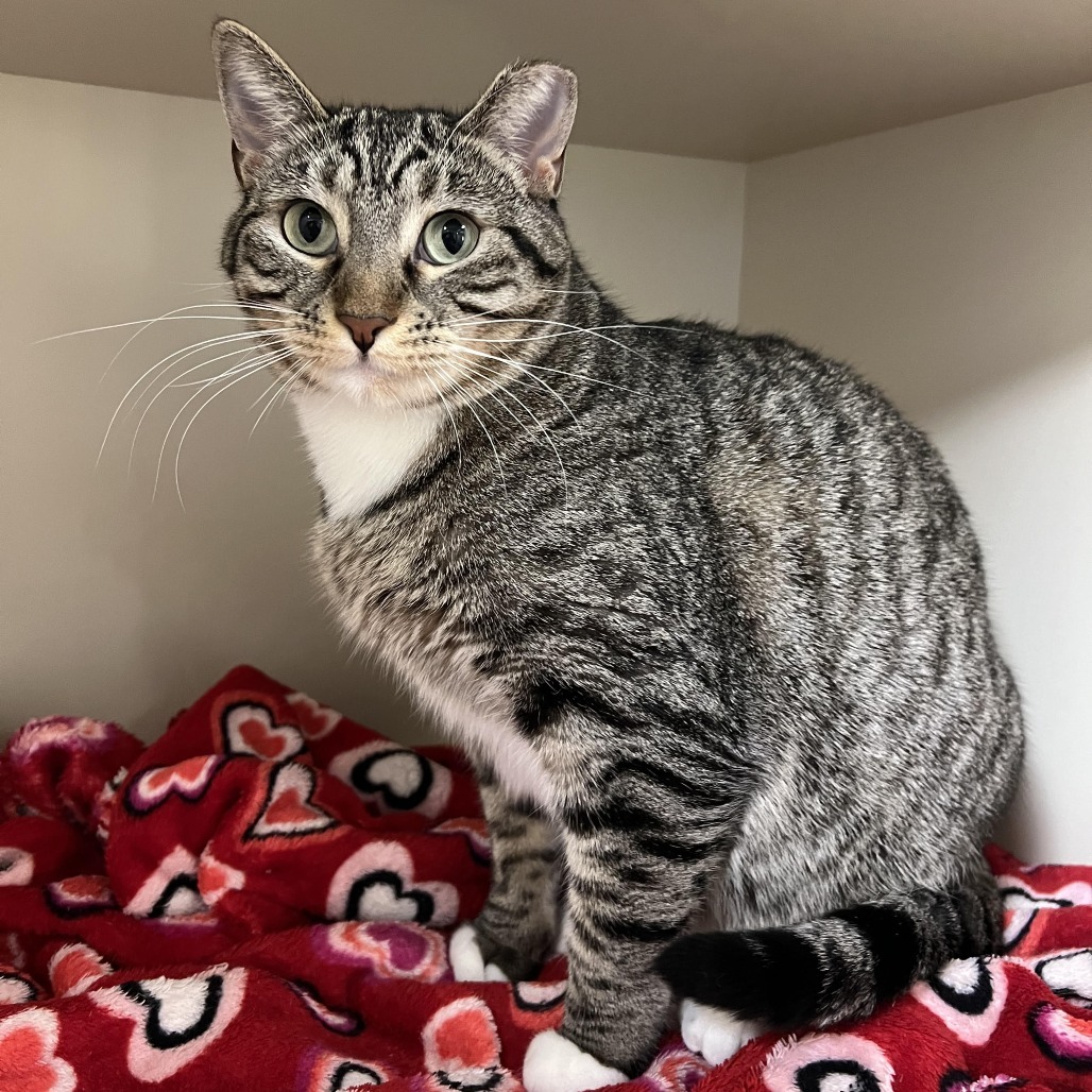 Abby, an adoptable Domestic Short Hair in Cody, WY, 82414 | Photo Image 1