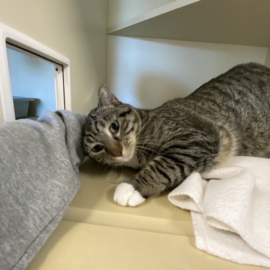 Abby, an adoptable Domestic Short Hair in Cody, WY, 82414 | Photo Image 1