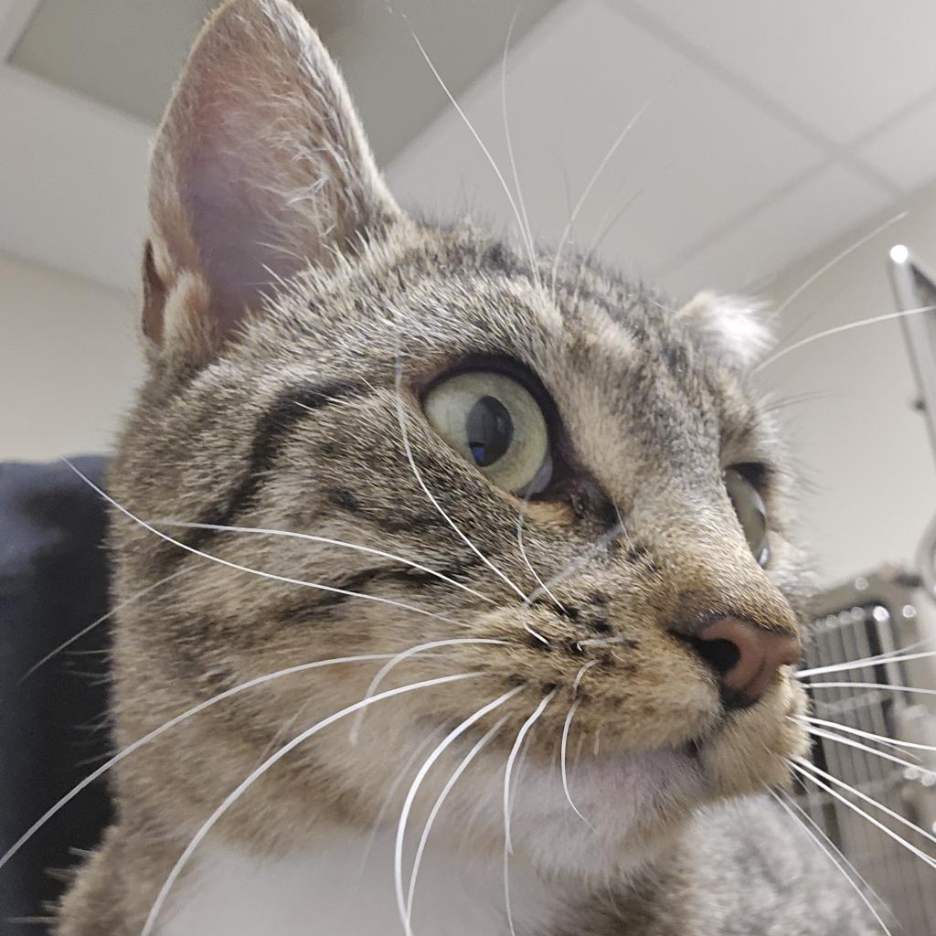 Abby, an adoptable Domestic Short Hair in Cody, WY, 82414 | Photo Image 2