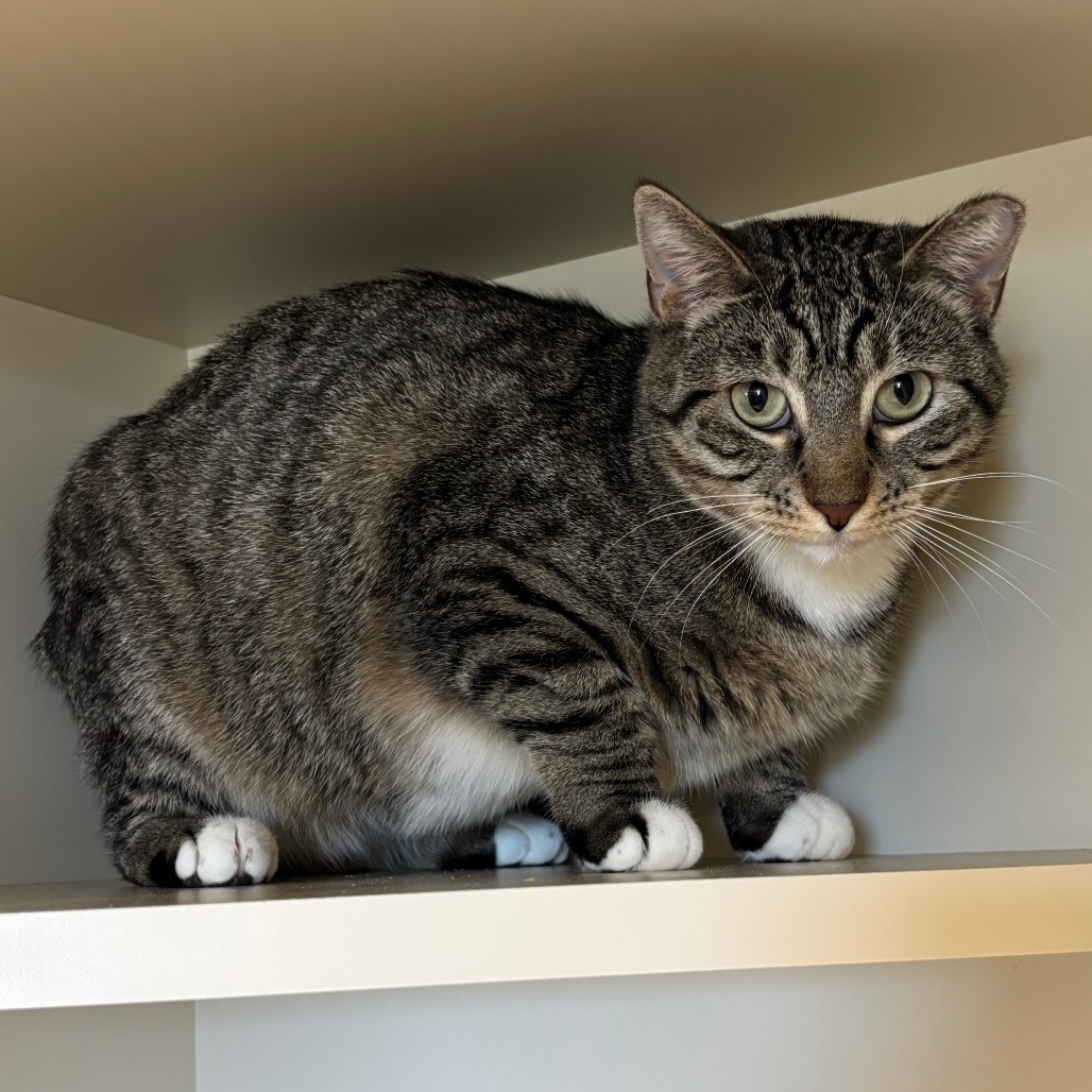 Abby, an adoptable Domestic Short Hair in Cody, WY, 82414 | Photo Image 3