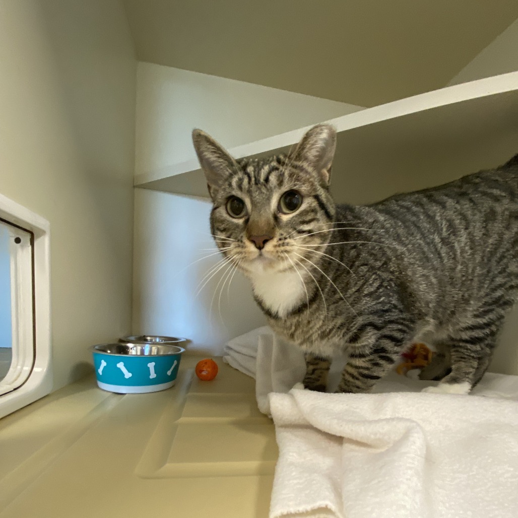 Abby, an adoptable Domestic Short Hair in Cody, WY, 82414 | Photo Image 4