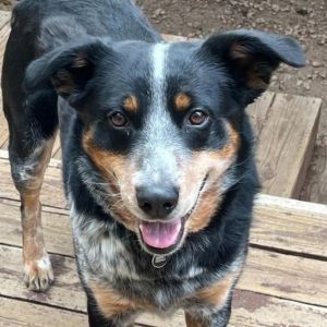 Koda - Friendly, Loves Dogs & Kids! Adopt $25