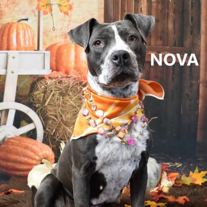 Nova