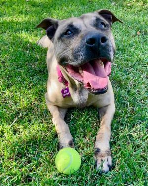 Hope, Adult Female Black Mouth Cur