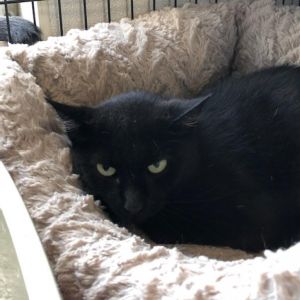 Snoot #20-19