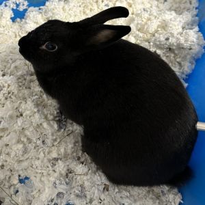 Dee