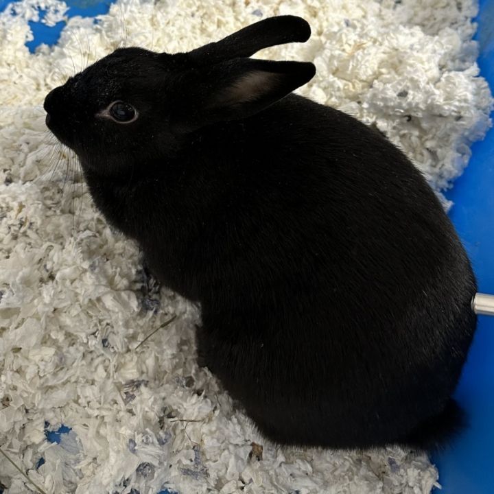 Dee 1