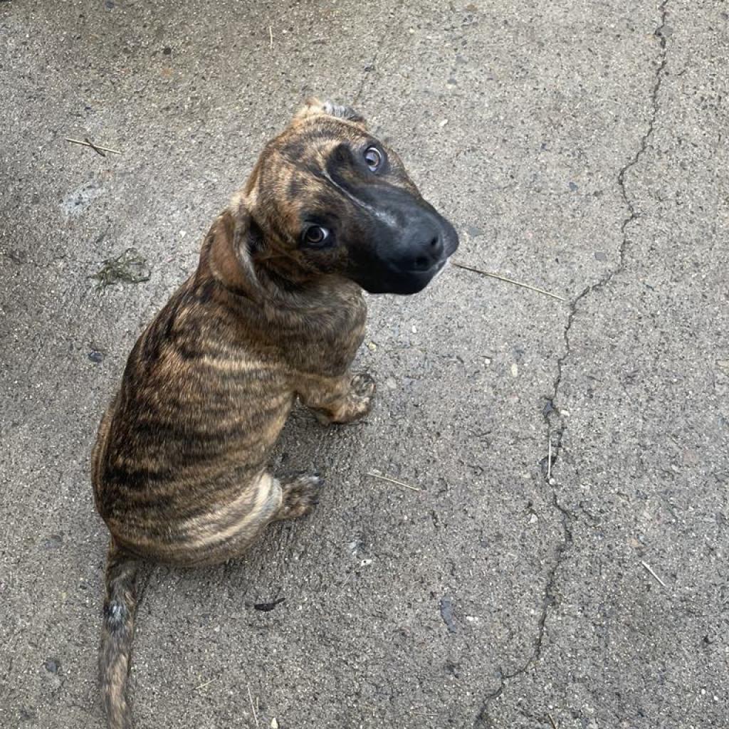 Bennie, an adoptable Mixed Breed in Bismarck, ND, 58507 | Photo Image 1