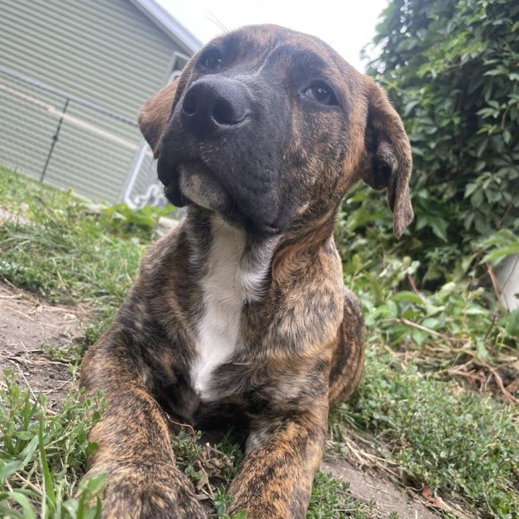 Bennie, an adoptable Mixed Breed in Bismarck, ND, 58507 | Photo Image 2