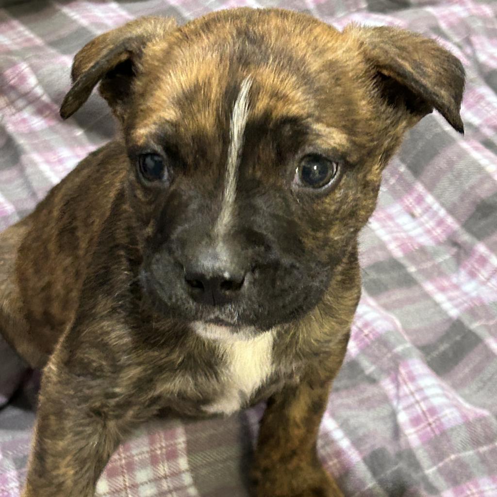 Bennie, an adoptable Mixed Breed in Bismarck, ND, 58507 | Photo Image 3