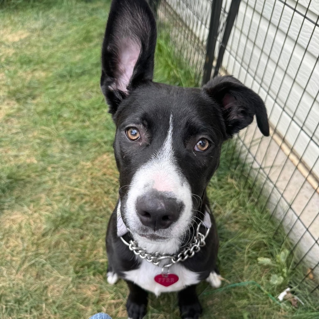 Bronx, an adoptable Mixed Breed in Bismarck, ND, 58507 | Photo Image 1