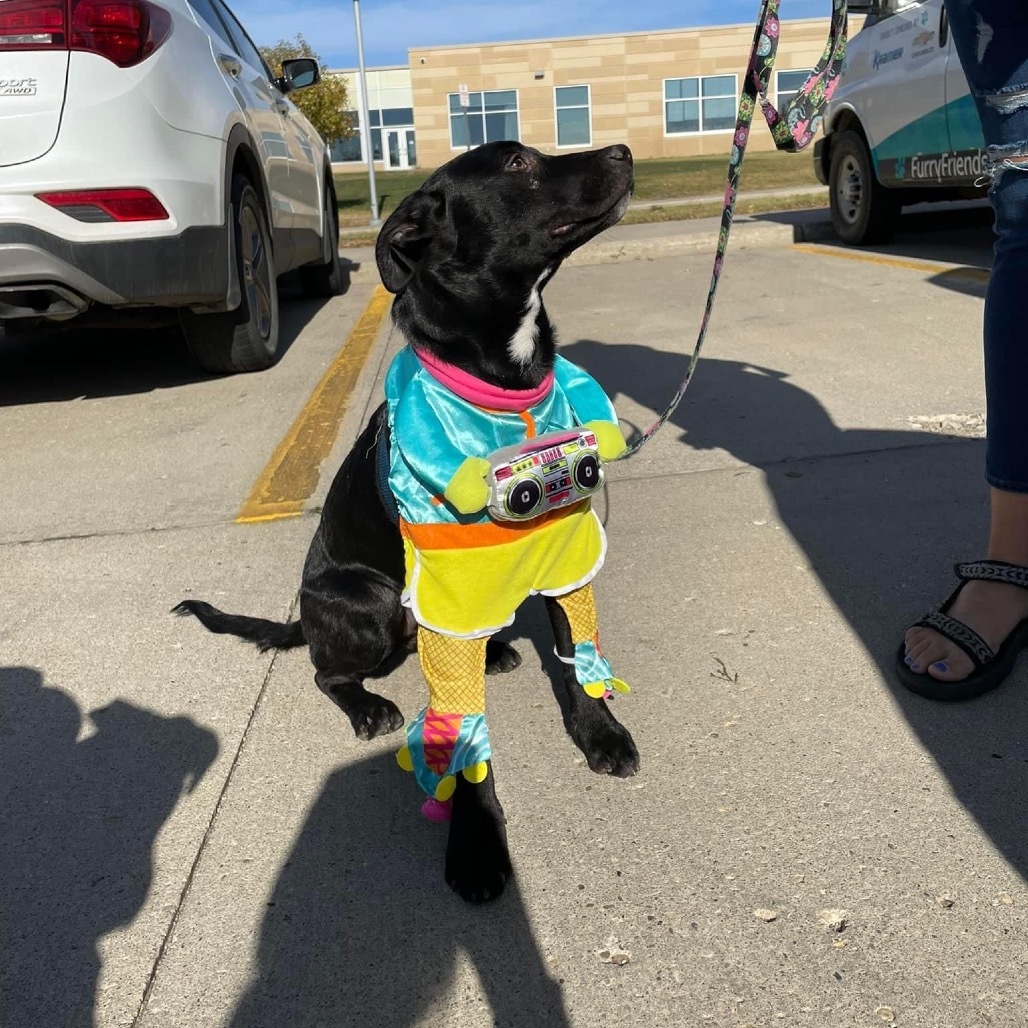 Aspen, an adoptable Mixed Breed in Bismarck, ND, 58507 | Photo Image 4