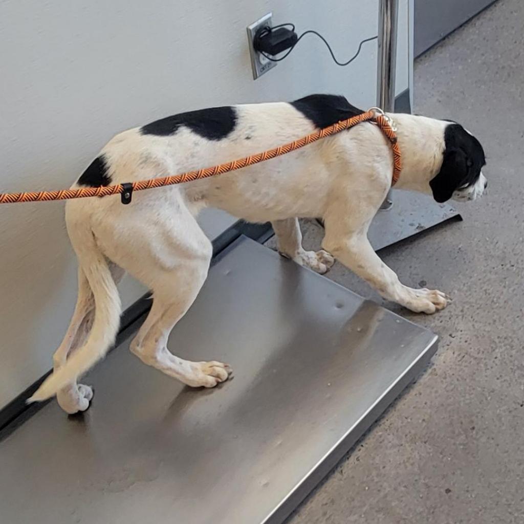 Linus, an adoptable Mixed Breed in Las Cruces, NM, 88012 | Photo Image 2