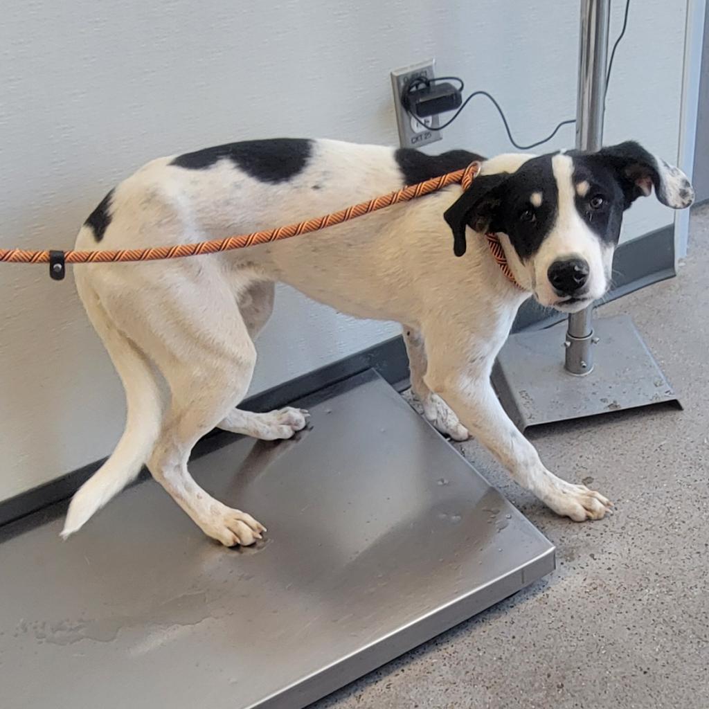 Linus, an adoptable Mixed Breed in Las Cruces, NM, 88012 | Photo Image 3