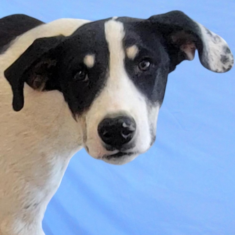 Linus, an adoptable Mixed Breed in Las Cruces, NM, 88012 | Photo Image 4