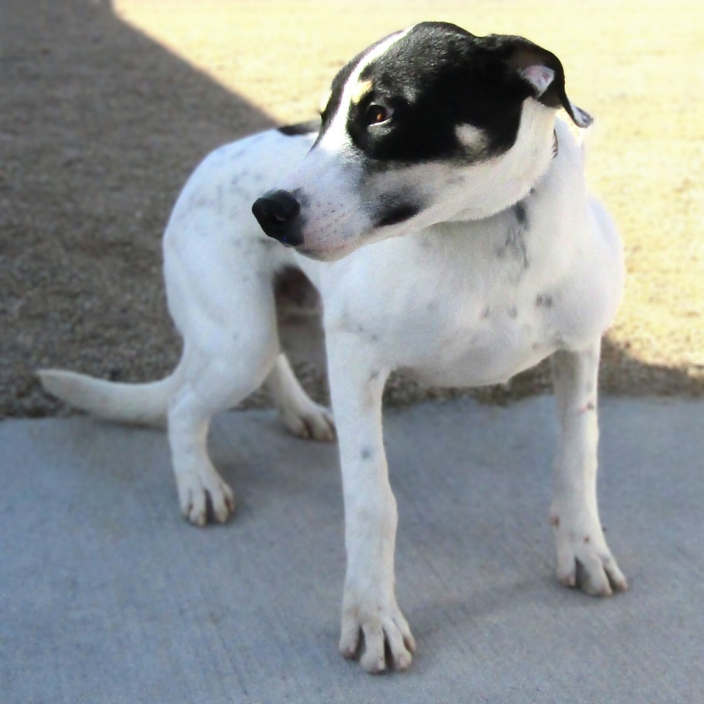 Linus, an adoptable Mixed Breed in Las Cruces, NM, 88012 | Photo Image 5
