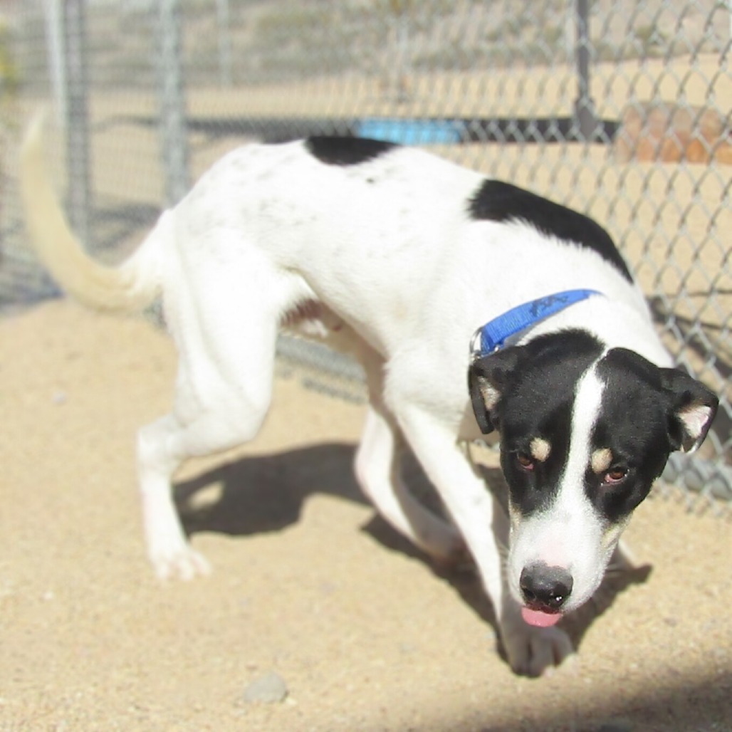 Linus, an adoptable Mixed Breed in Las Cruces, NM, 88012 | Photo Image 6